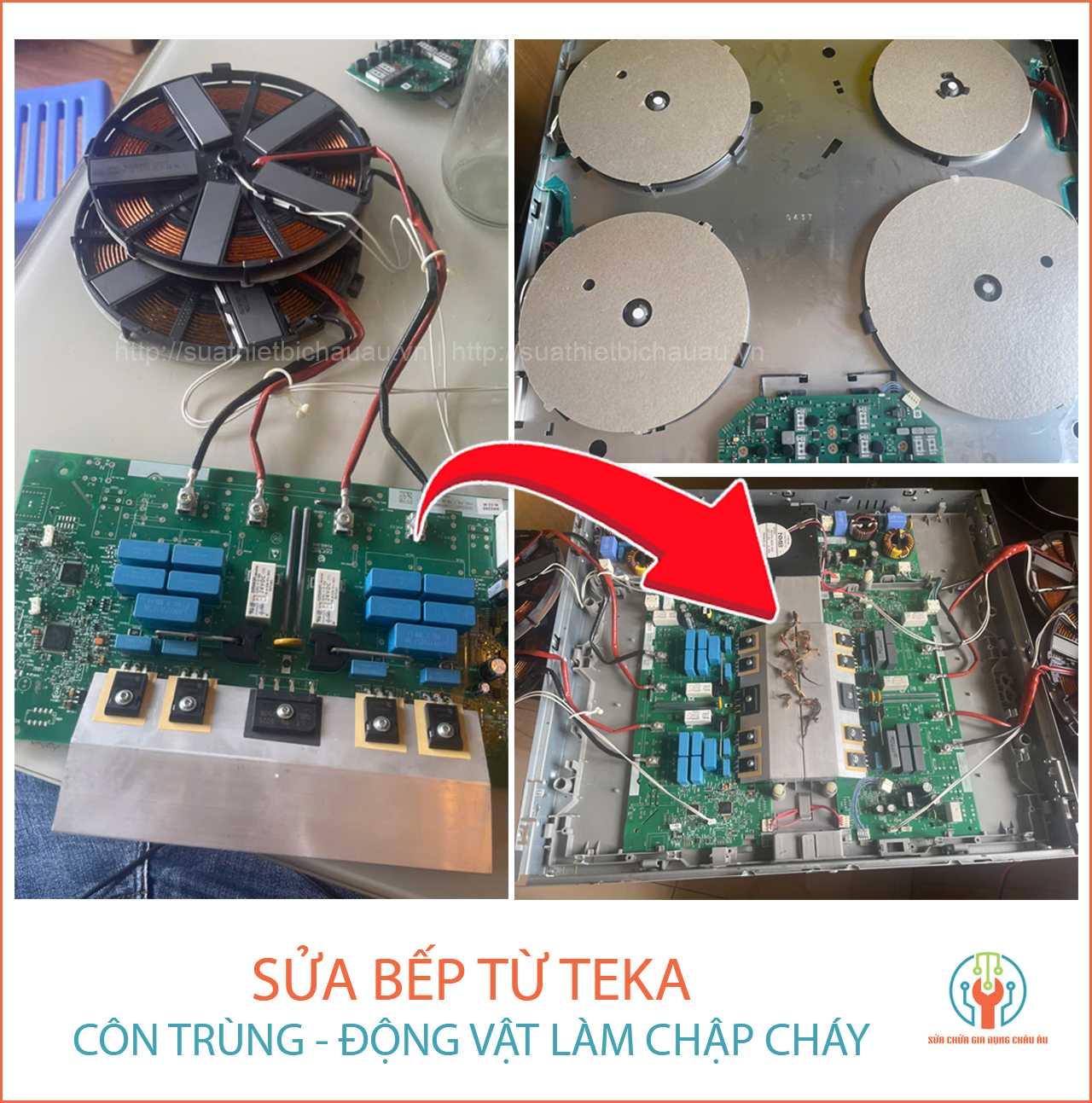 Sửa bếp từ Teka chập cháy do côn trùng